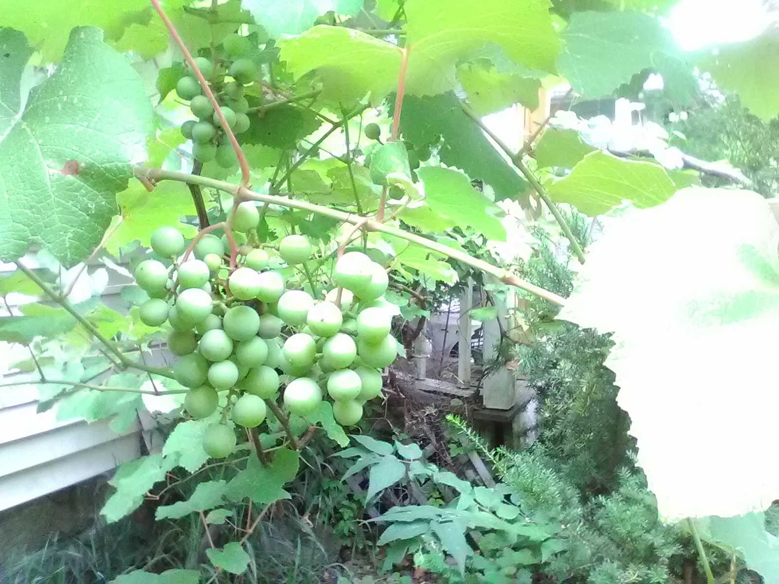 green-grapes-7-10-17