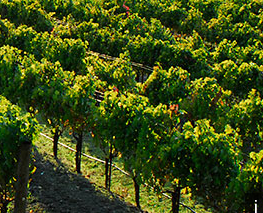 Michigan winery country