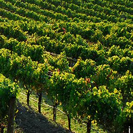 Michigan winery country